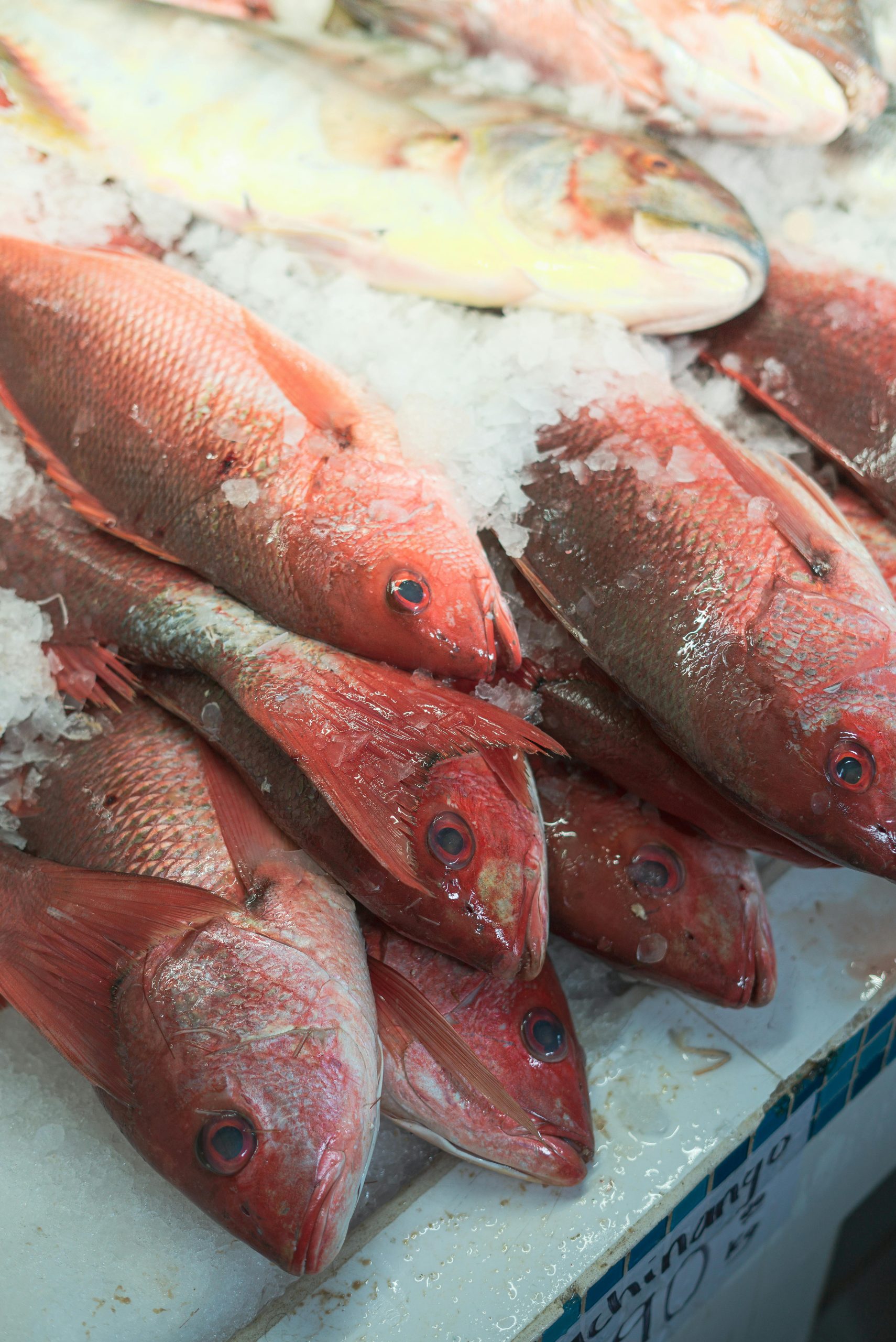 Home Close-up of fresh red snapper fish arranged on ice display at market.